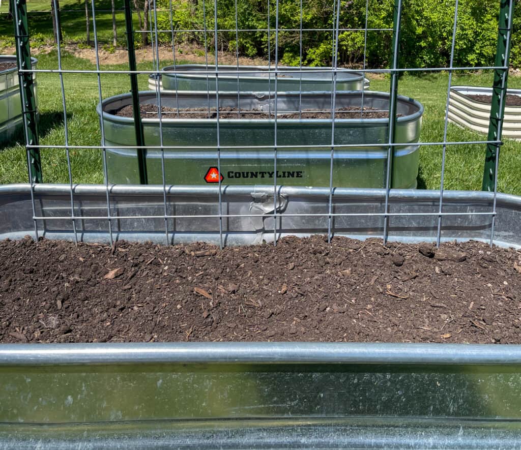 Installed the cattle panel inside the garden bed. 