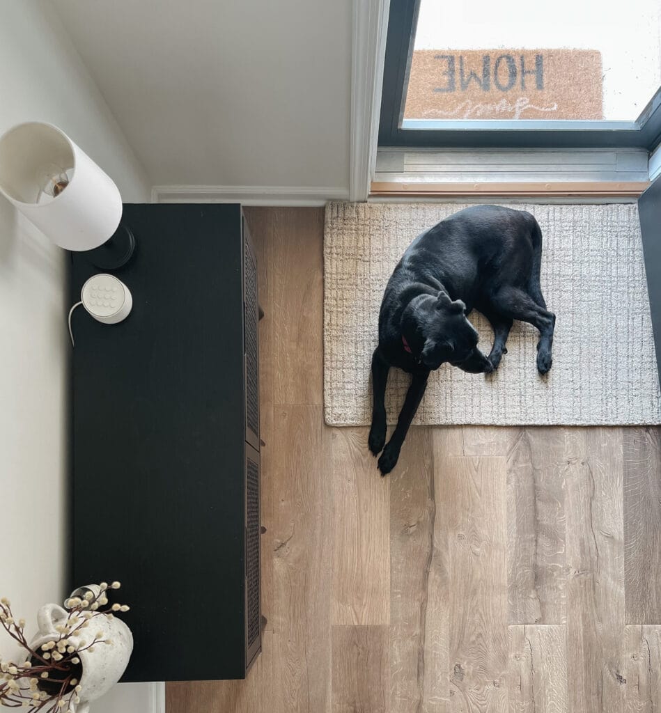 Dog laying on Loloi rug in entryway. 